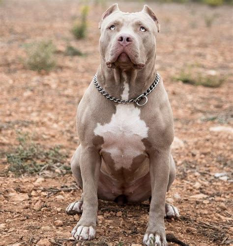 pit bull xxl